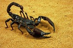 Одиноким американцам предлагают взять шефство над тараканами и скорпионами