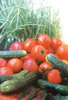 Профилактика заболеваний томатов и огурцов