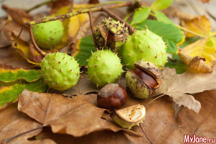 Народная медицина каштан. Кокос это фрукт или ягода. Chestnut.