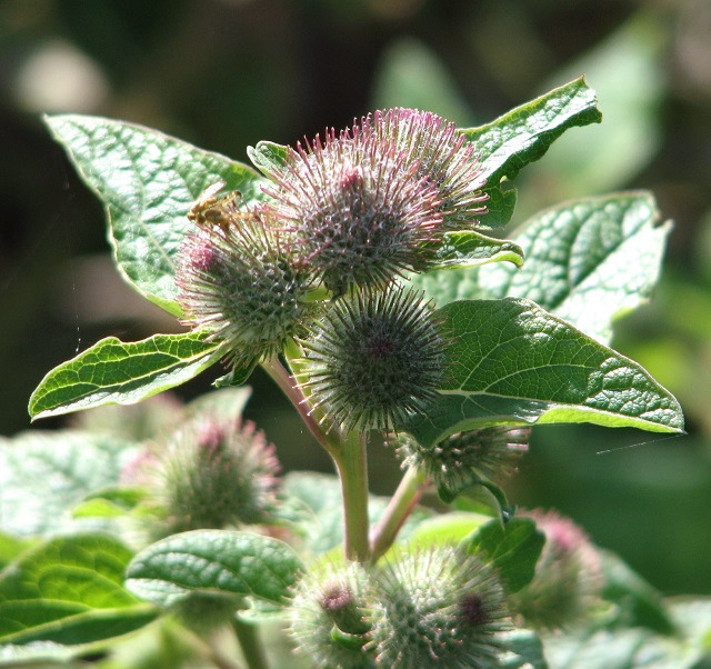 Лопух большой Arctium Lappa l