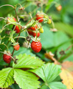 Ароматная земляника – запасаем ягоды, листья и корни